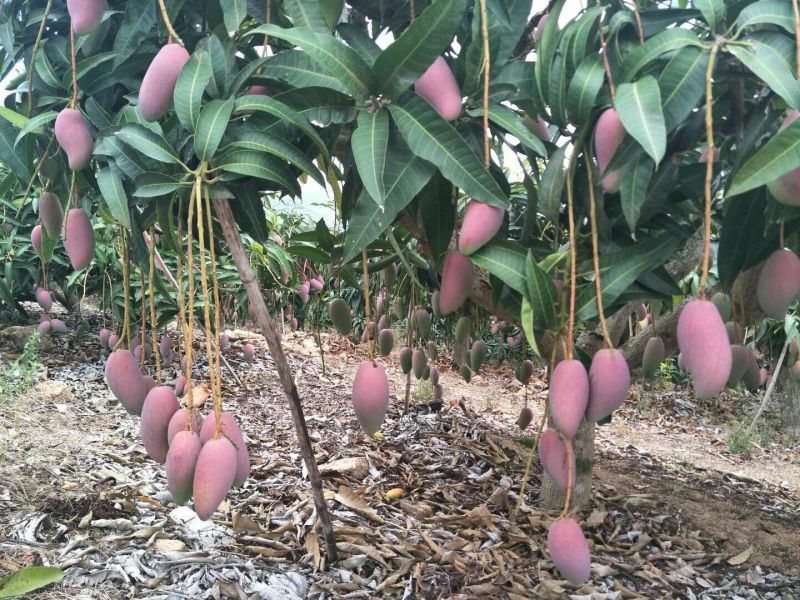 贵妃芒3两以上，鲜优果蜀供应链