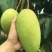 金煌芒树苗1m以下