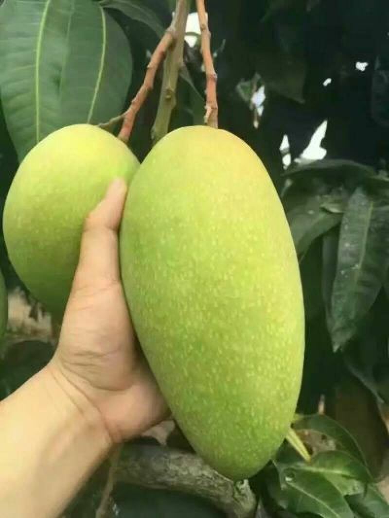 金煌芒树苗1m以下