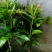金煌芒树苗1m以下