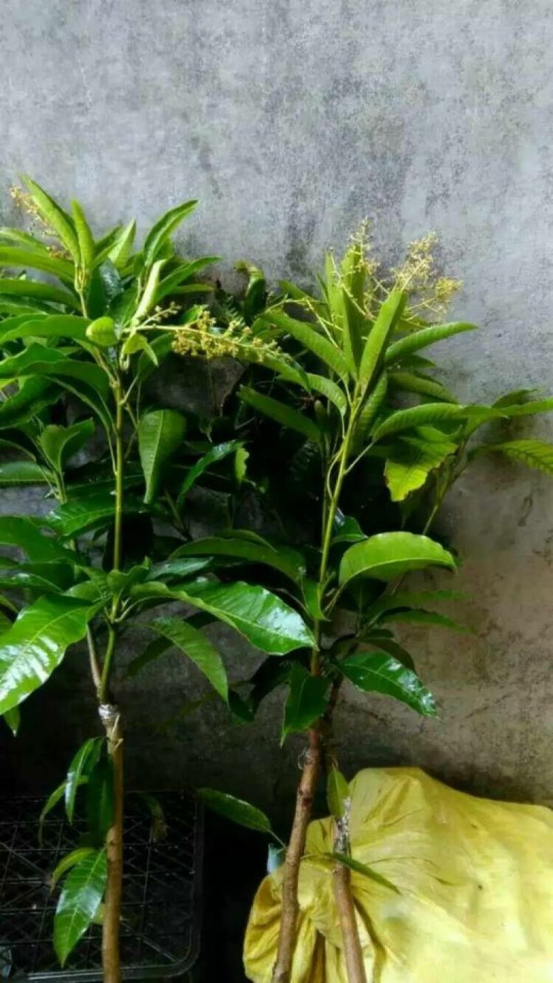 金煌芒树苗1m以下