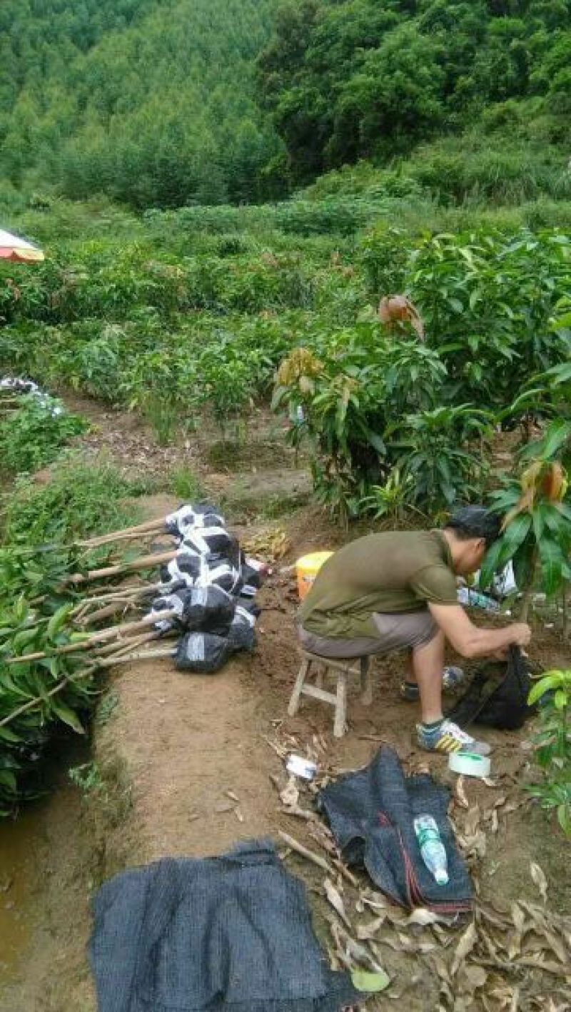 金煌芒树苗1m以下