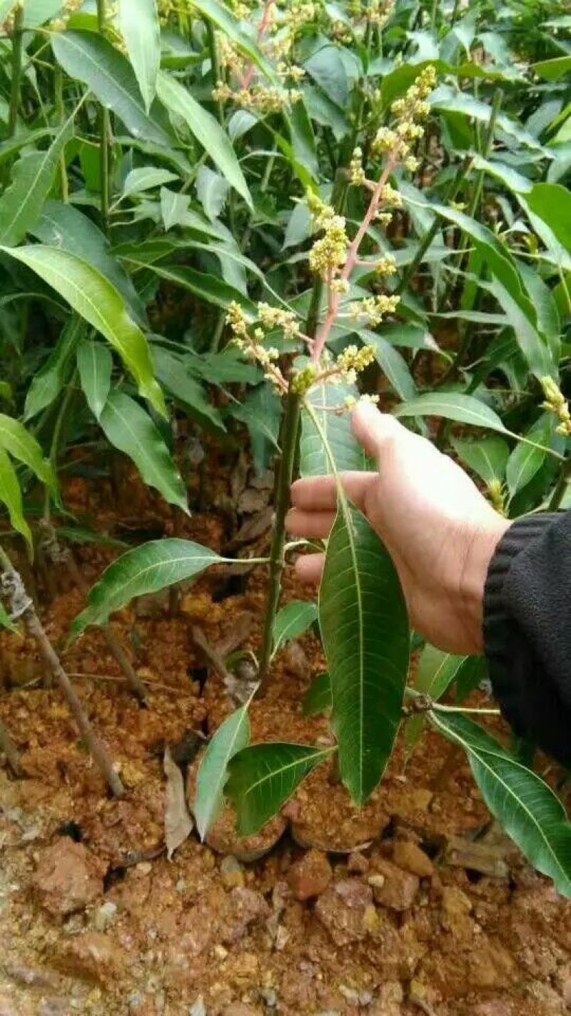 金煌芒树苗1m以下