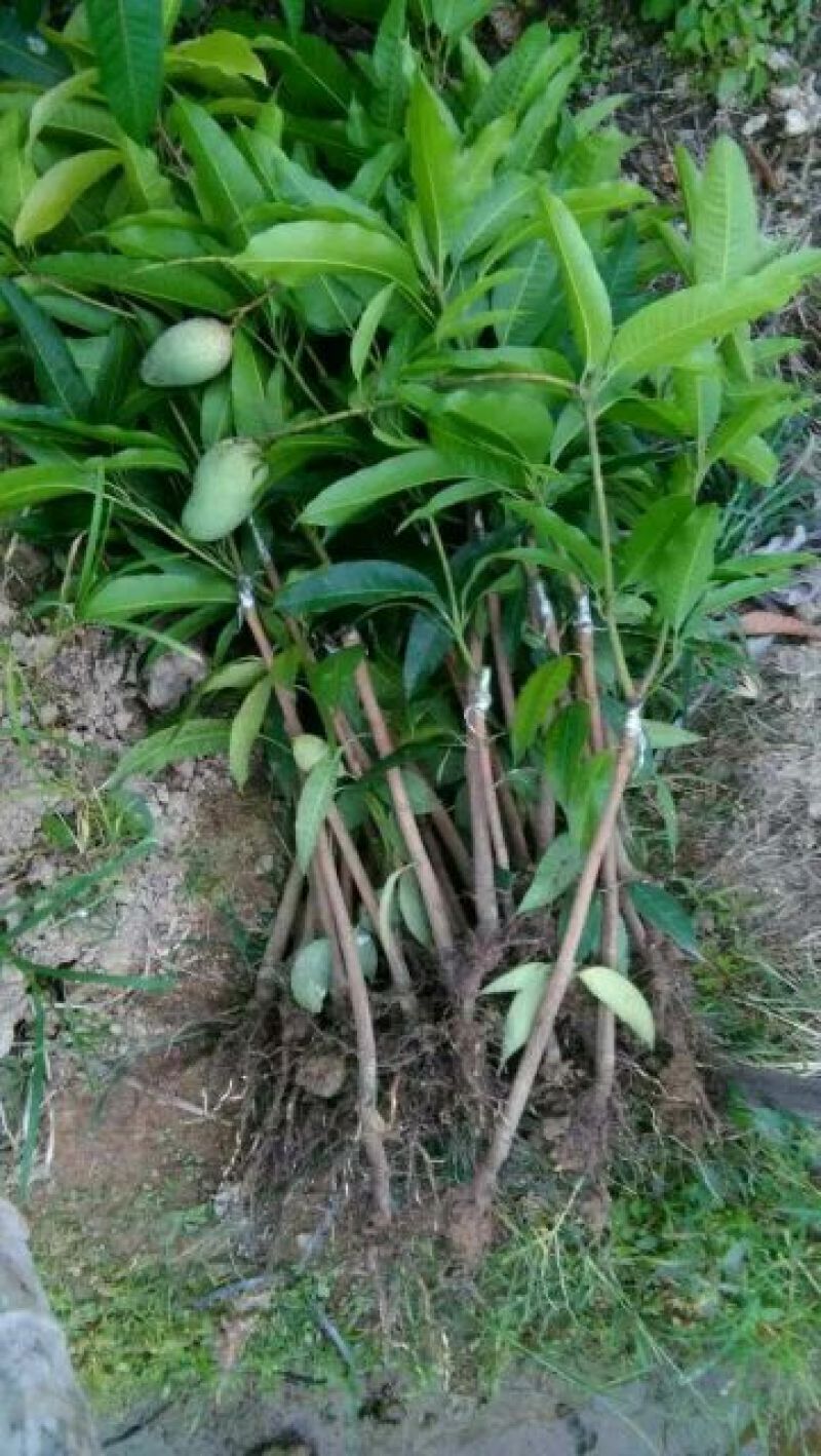 金煌芒树苗1m以下