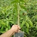 金煌芒树苗1m以下