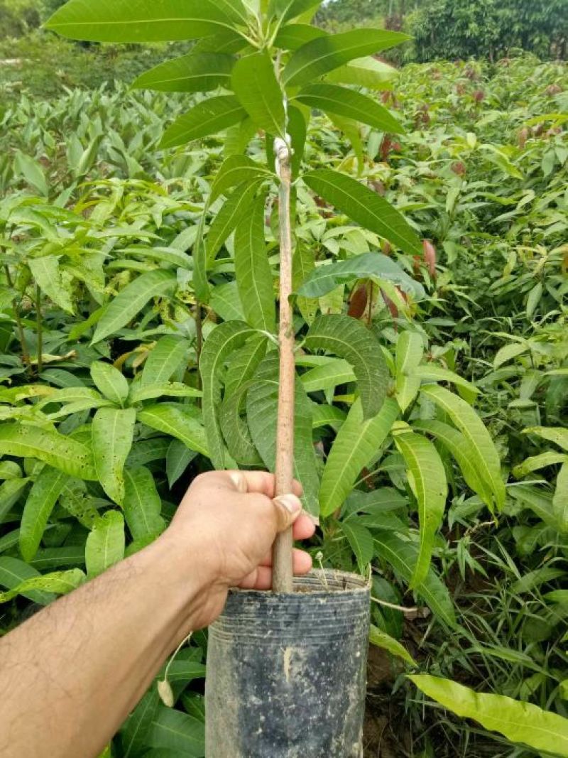 金煌芒树苗1m以下