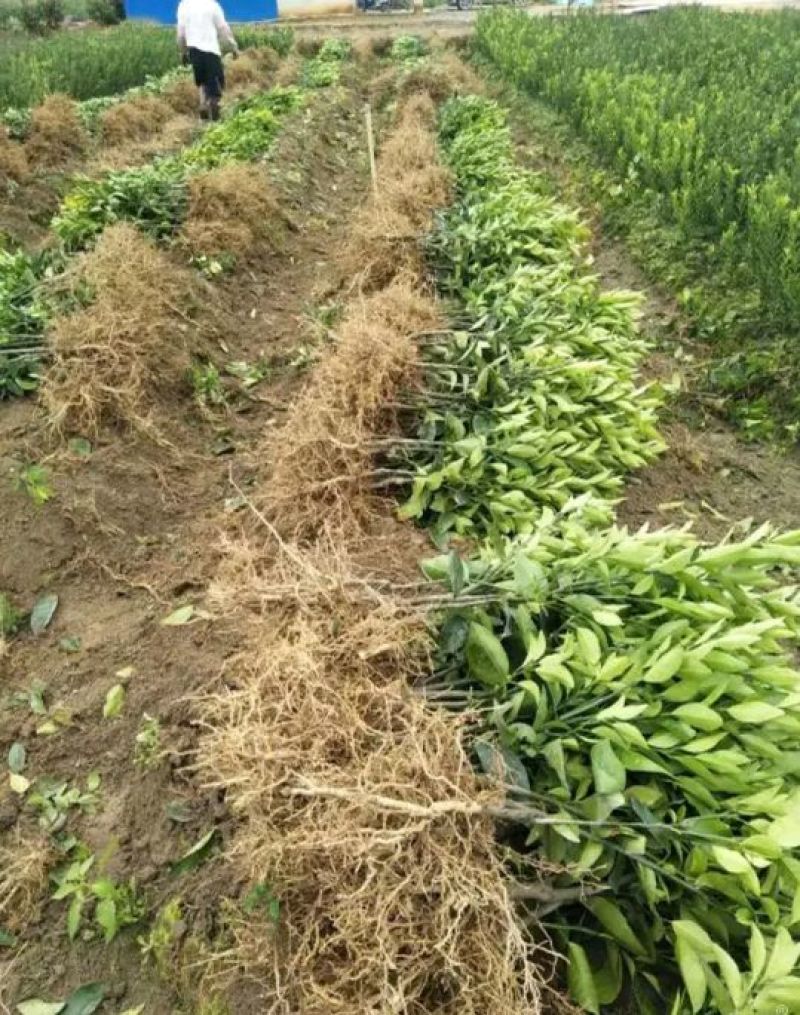 沃柑苗30~50cm