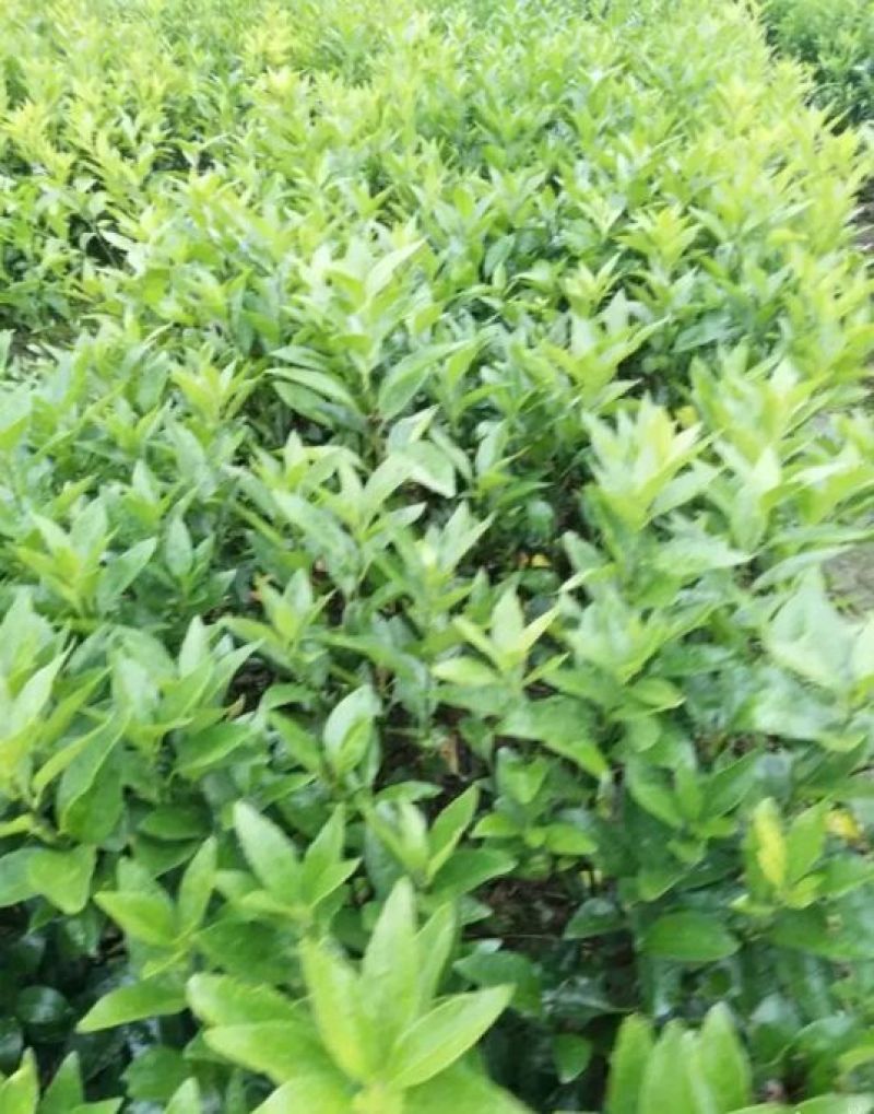 沃柑苗30~50cm