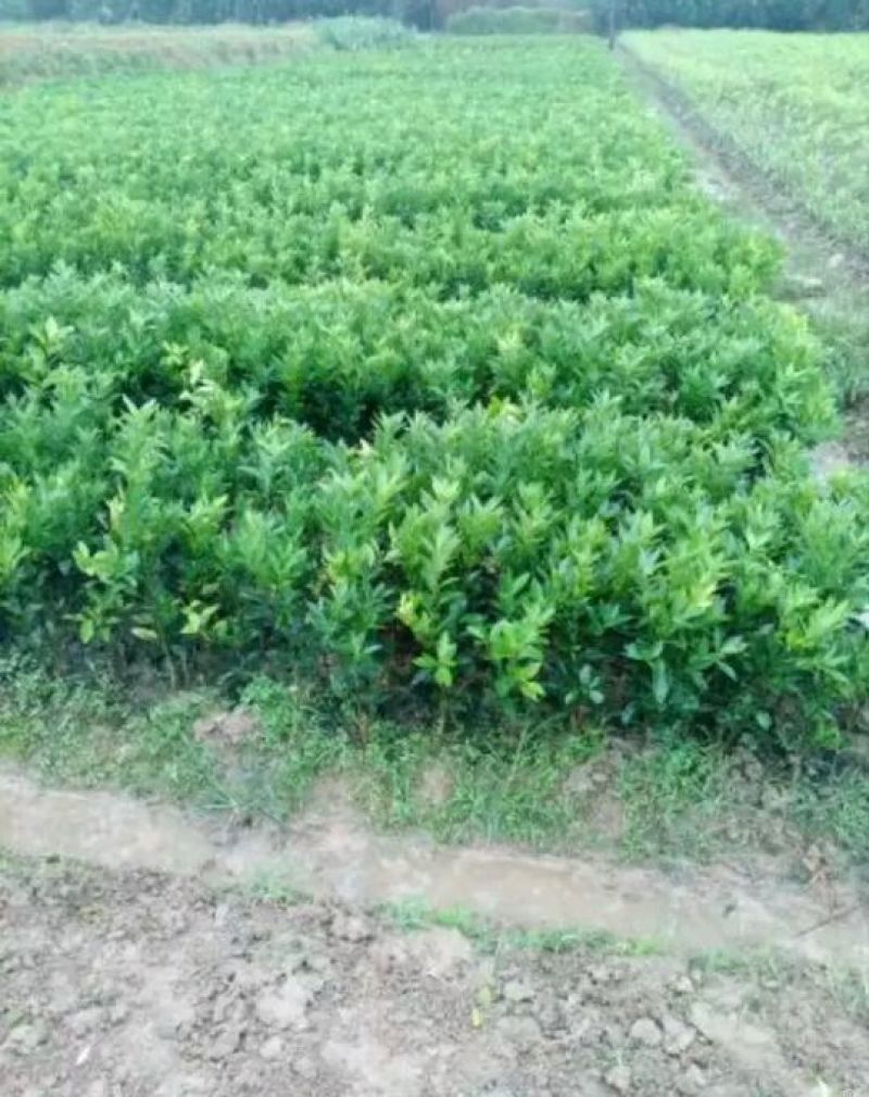 沃柑苗30~50cm