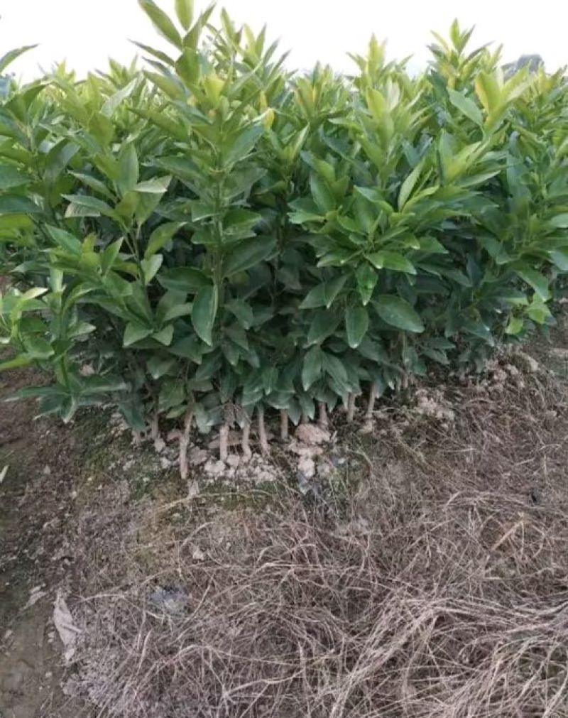 沃柑苗30~50cm