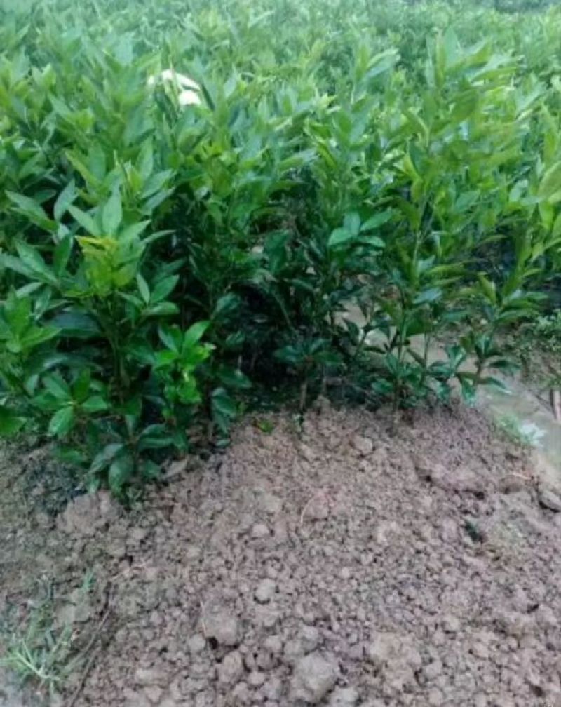 沃柑苗30~50cm