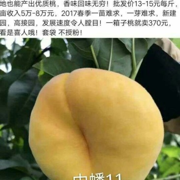 中蟠11号桃树苗80cm以上规格齐全黄肉蟠桃，品种纯正