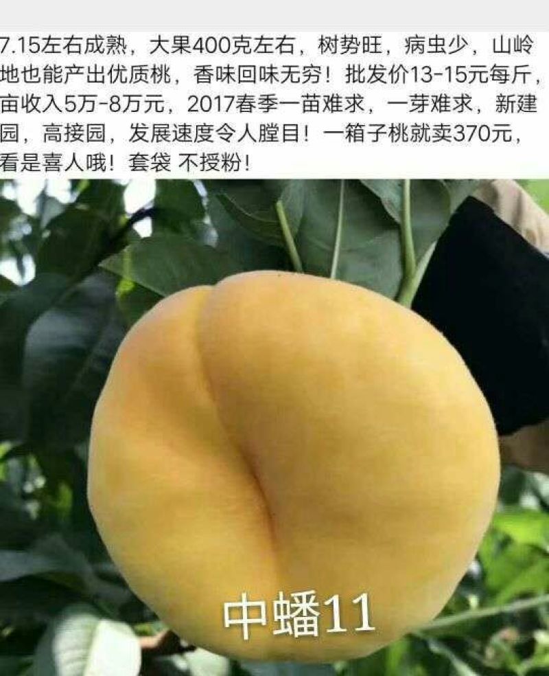 中蟠11号桃树苗80cm以上规格齐全黄肉蟠桃，品种纯正