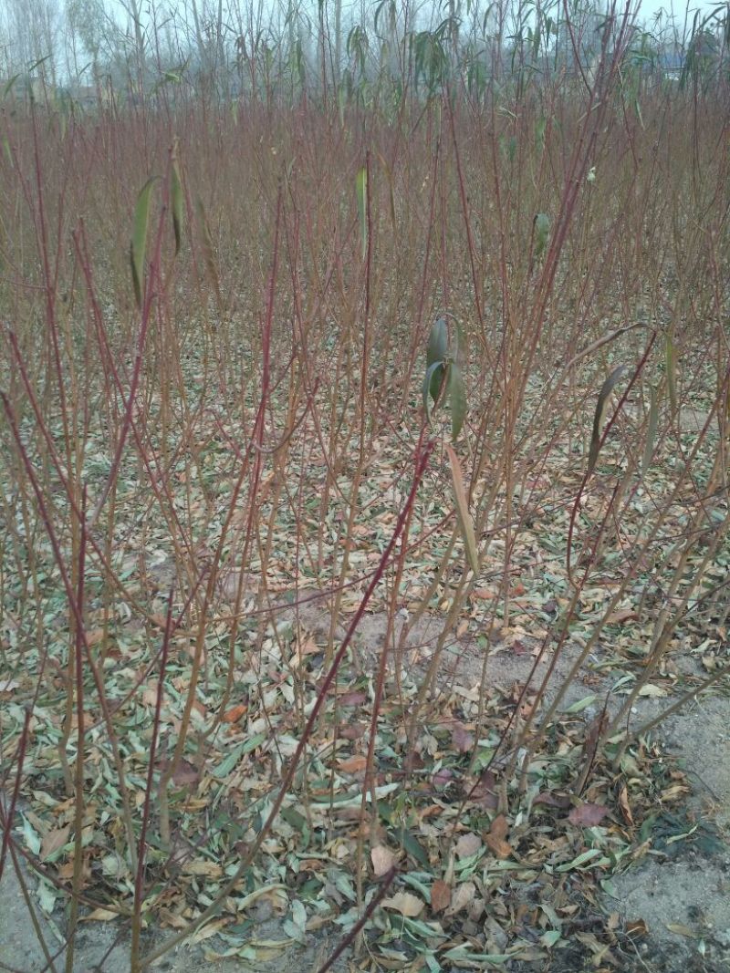 中蟠11号桃树苗80cm以上规格齐全黄肉蟠桃，品种纯正