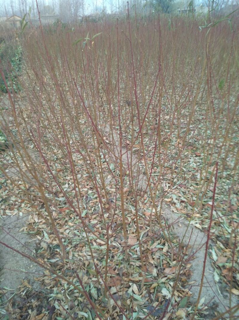 中蟠11号桃树苗80cm以上规格齐全黄肉蟠桃，品种纯正