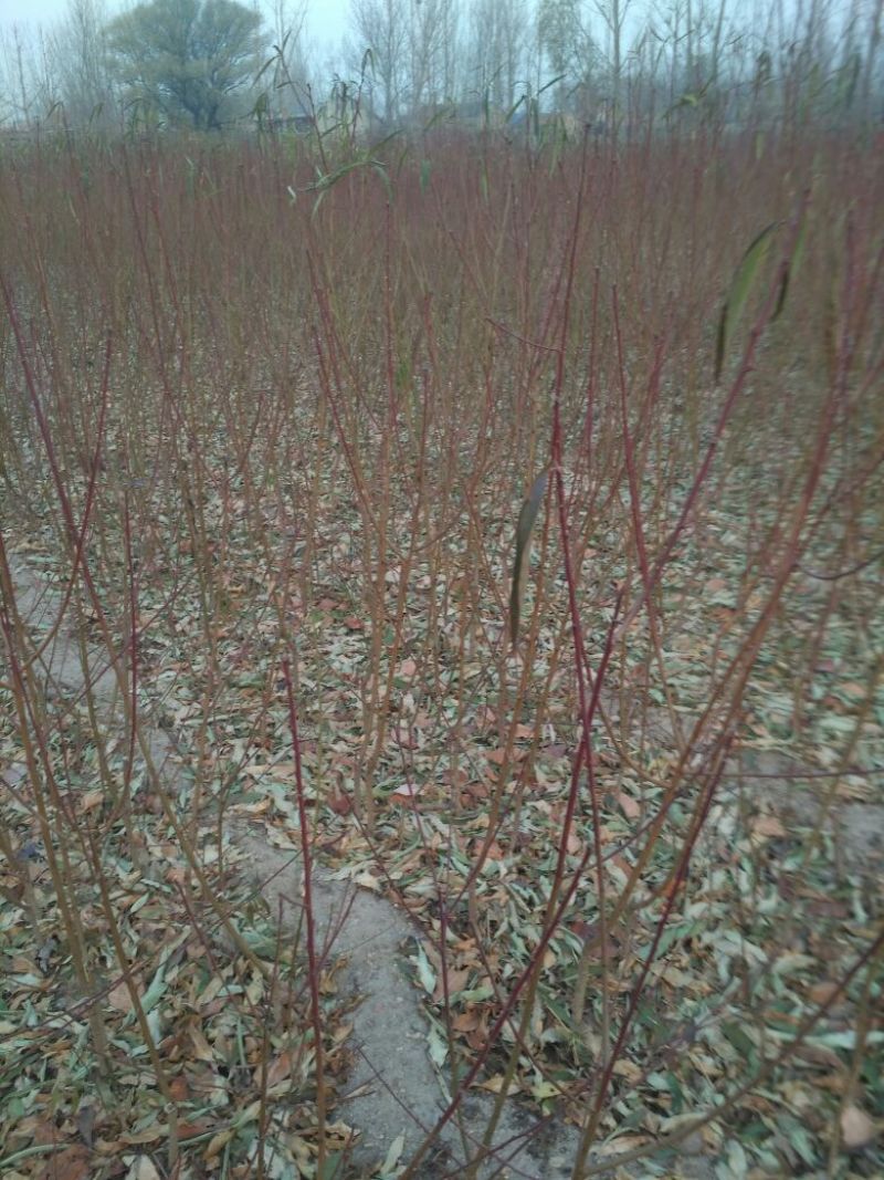 中蟠11号桃树苗80cm以上规格齐全黄肉蟠桃，品种纯正