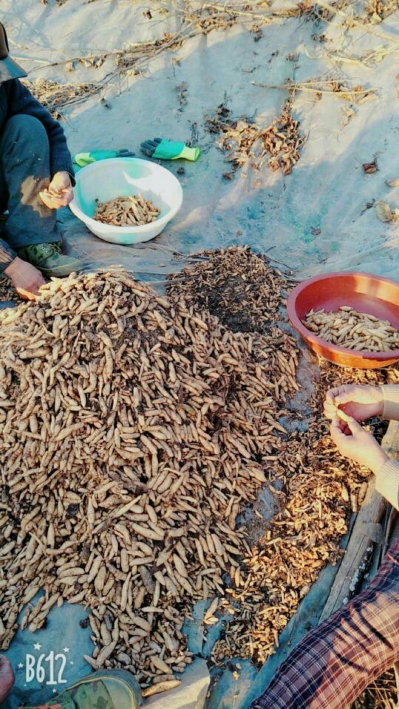天麻天麻种子，猪苓种子，