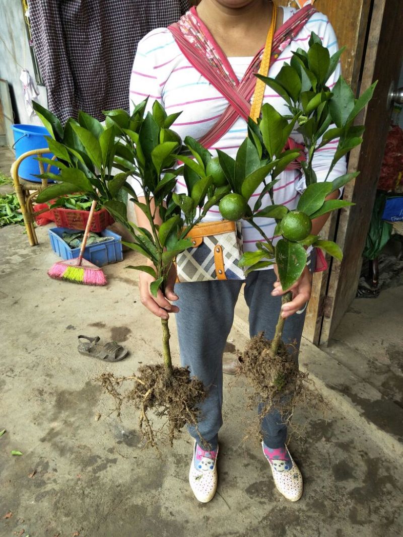 沃柑苗50~80cm