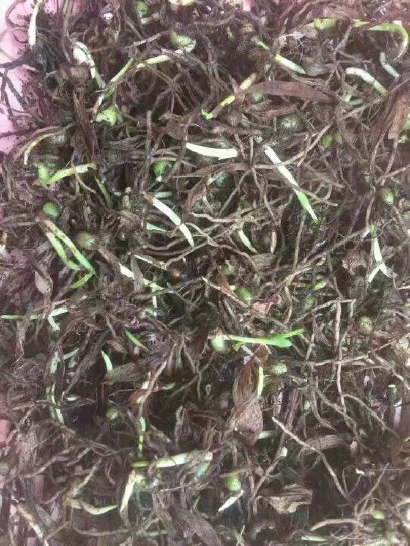 白芨种苗10~20cm