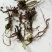 白芨种苗10~20cm