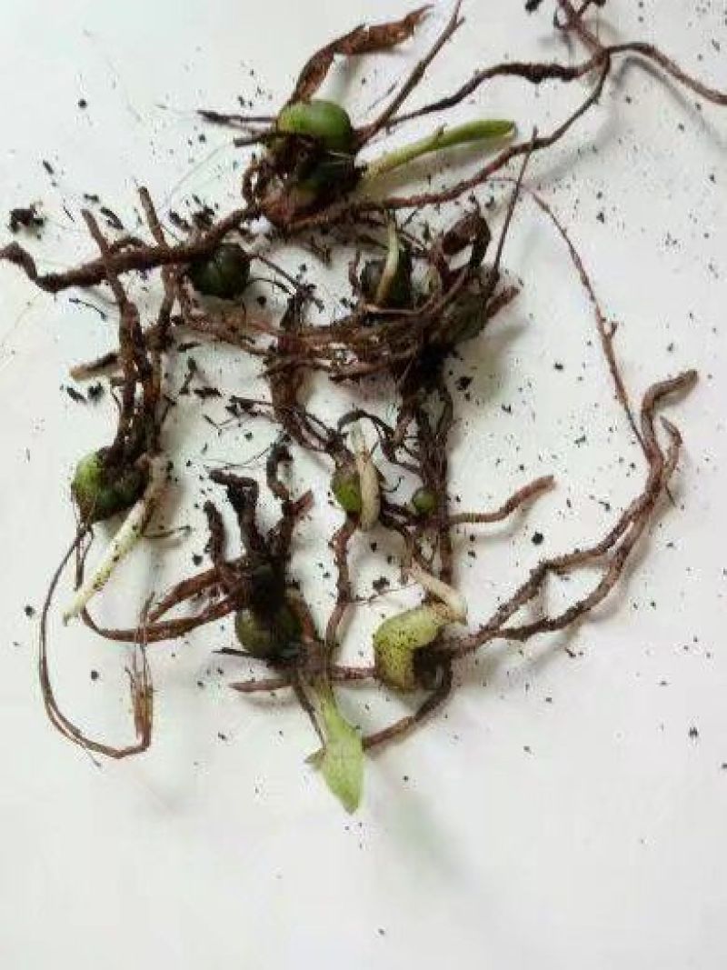 白芨种苗10~20cm