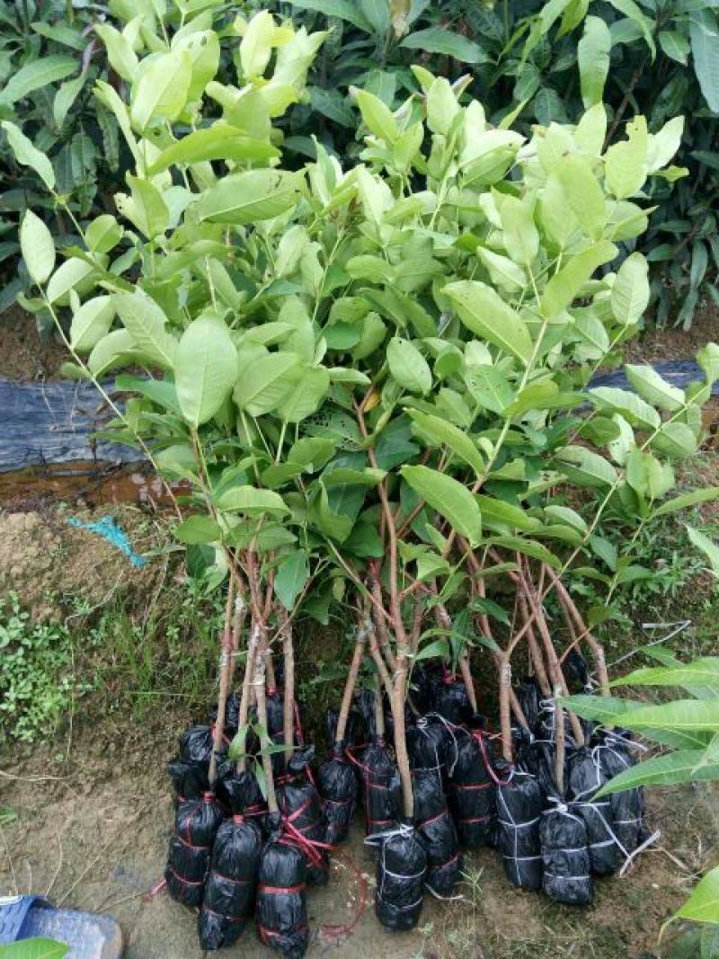 石榴苗实生苗50~60cm