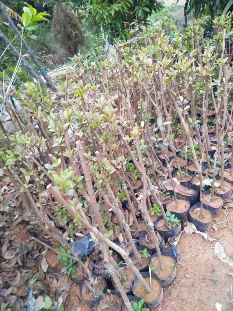 石榴苗实生苗50~60cm