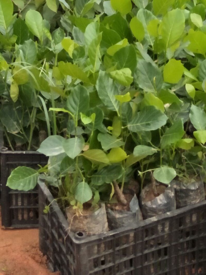 菠萝蜜苗稿接树