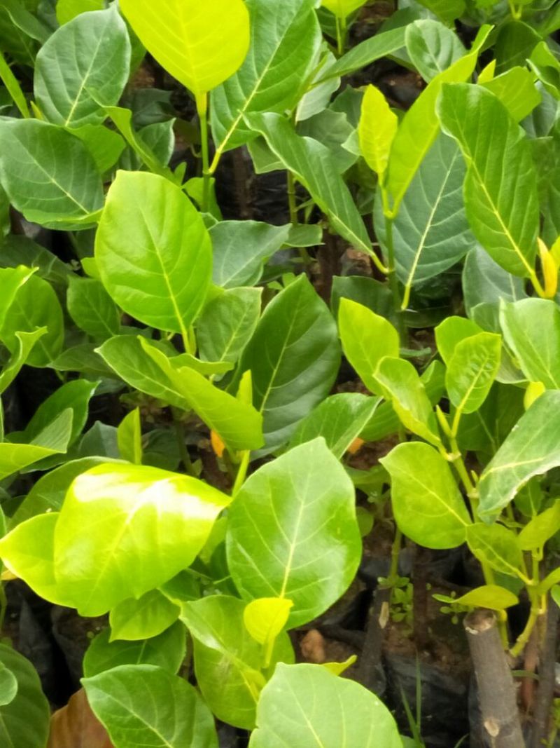 菠萝蜜苗稿接树