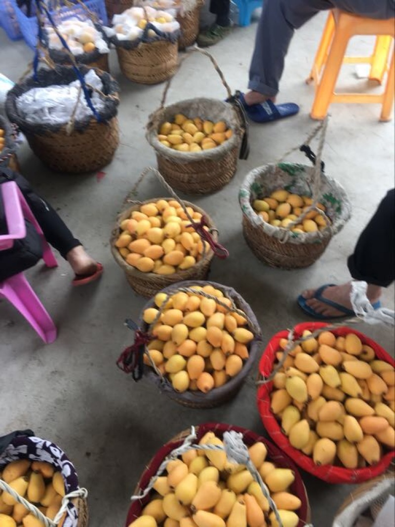 枇杷1两以上