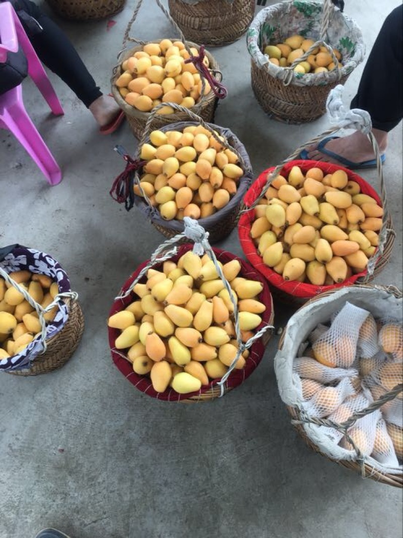 枇杷1两以上