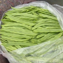 芸豆30cm以上高温棚种植品种多，质量优，颜色绿。