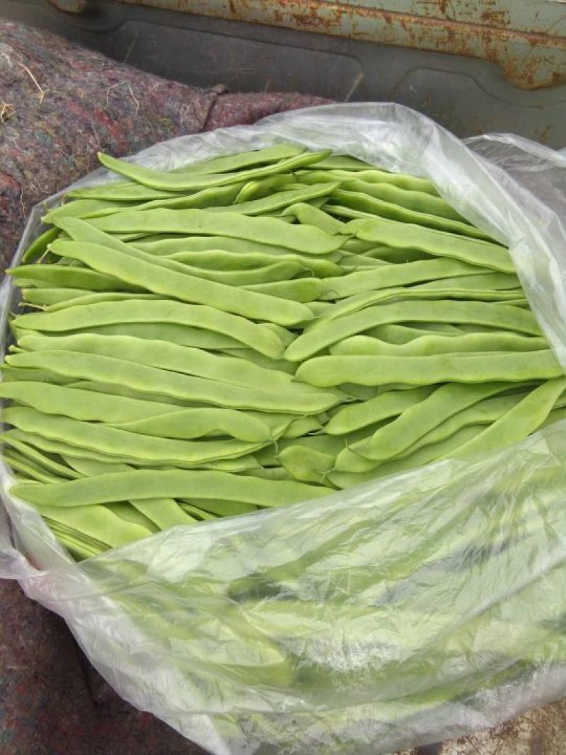 芸豆30cm以上高温棚种植品种多，质量优，颜色绿。