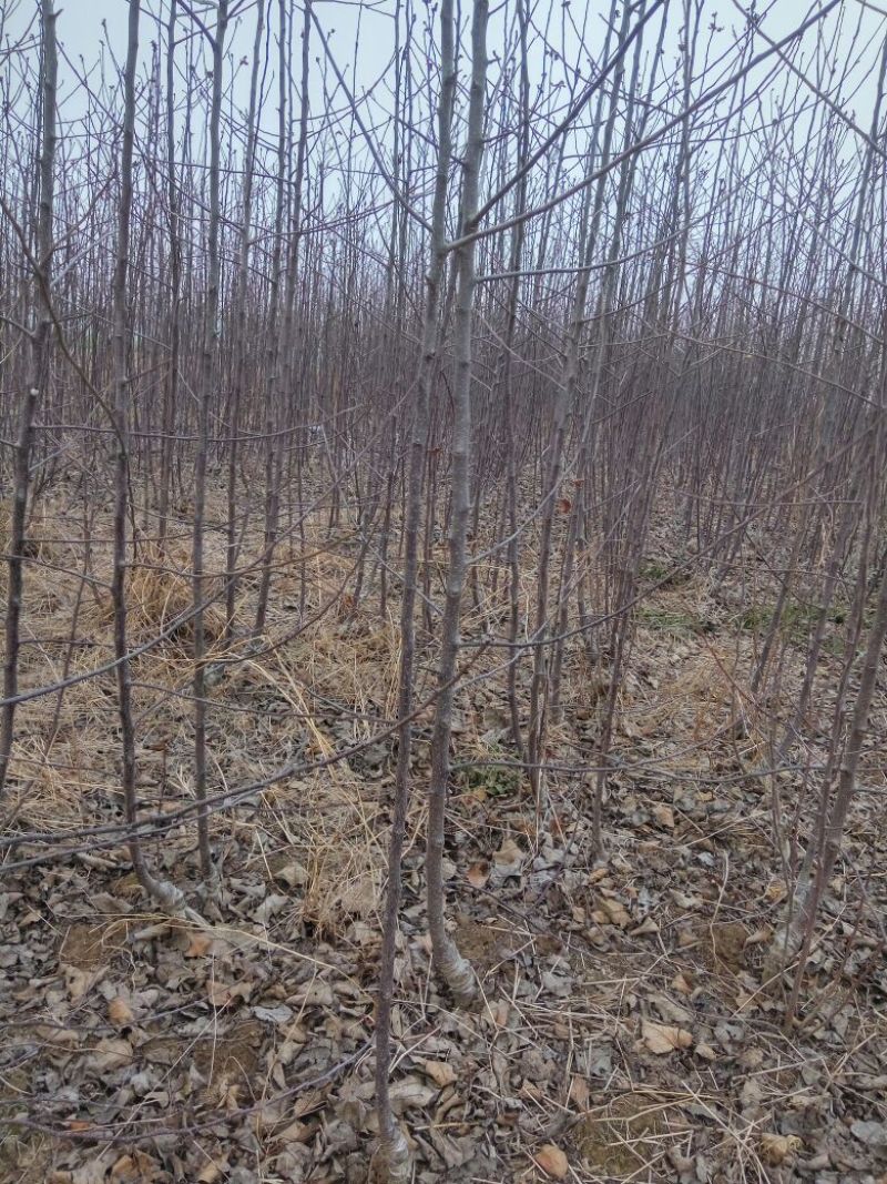 苹果树苗，成品苗，看地起苗，鲜苗，根系好，量大从优
