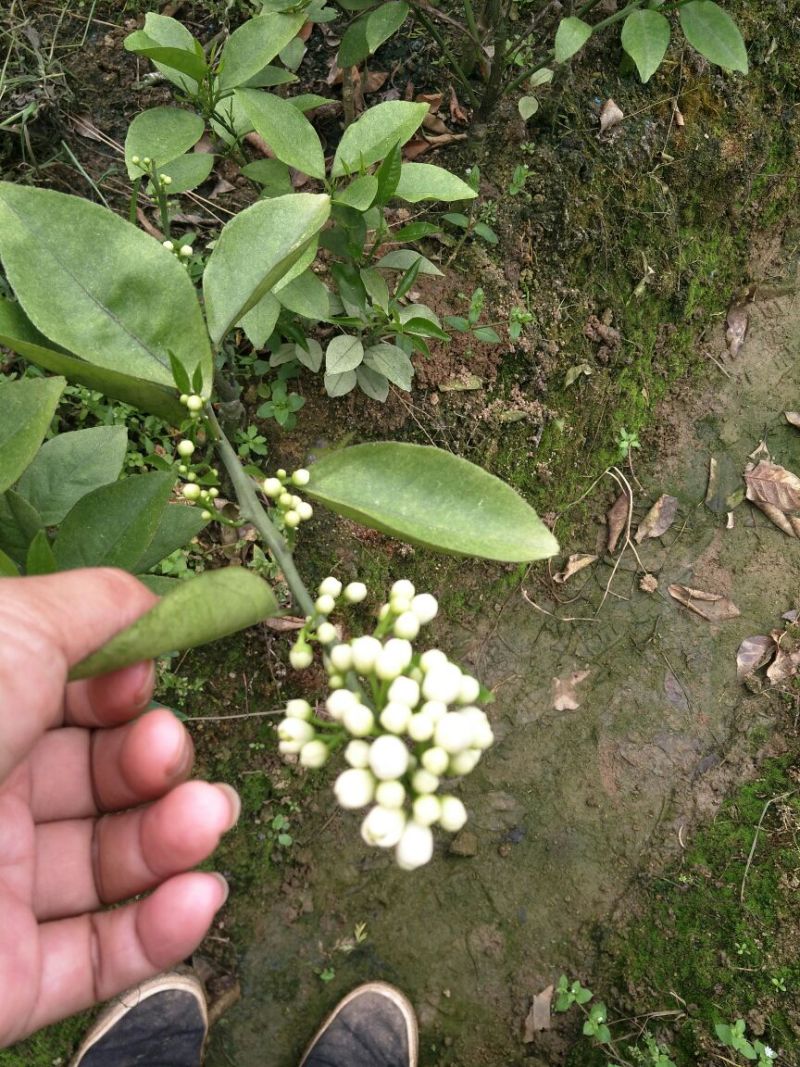 橙子苗基地直供/包成活率包技术指导/死苗断苗免费补发