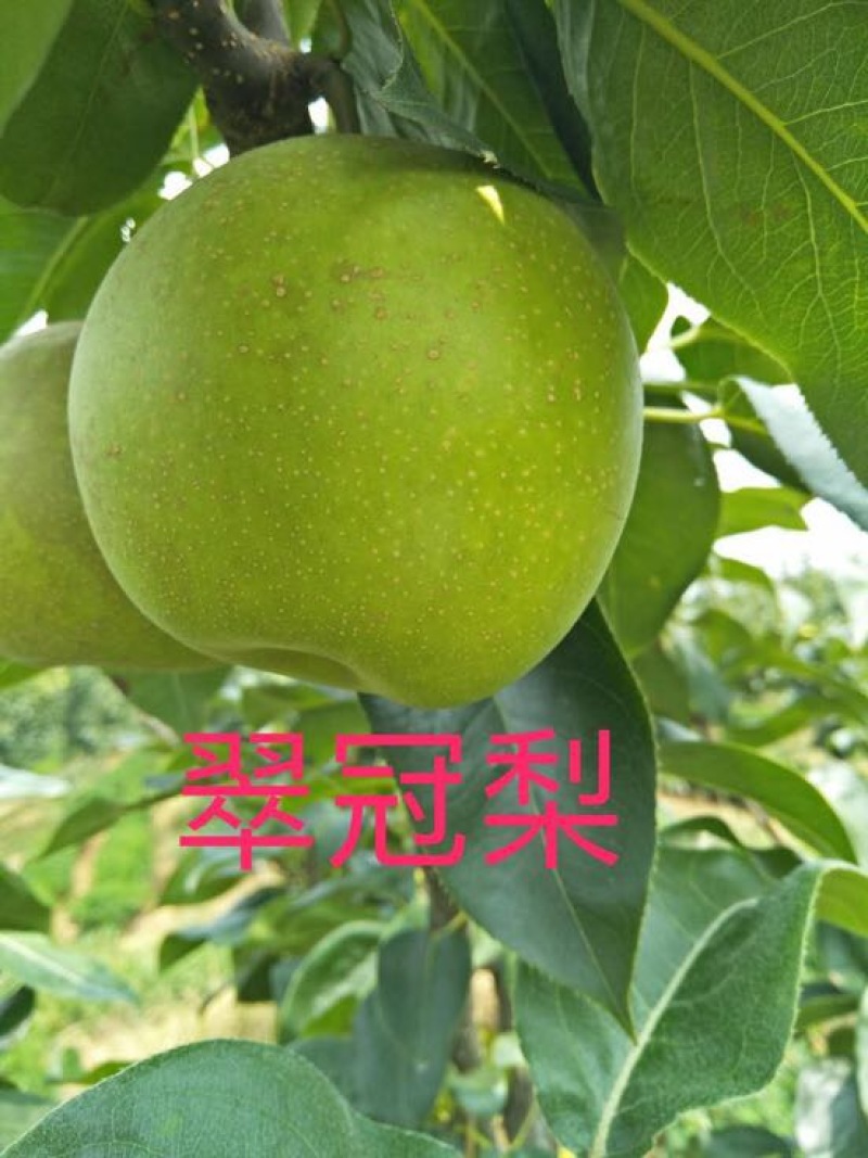 大量翠冠梨黄花梨翠玉梨，光果套袋都有