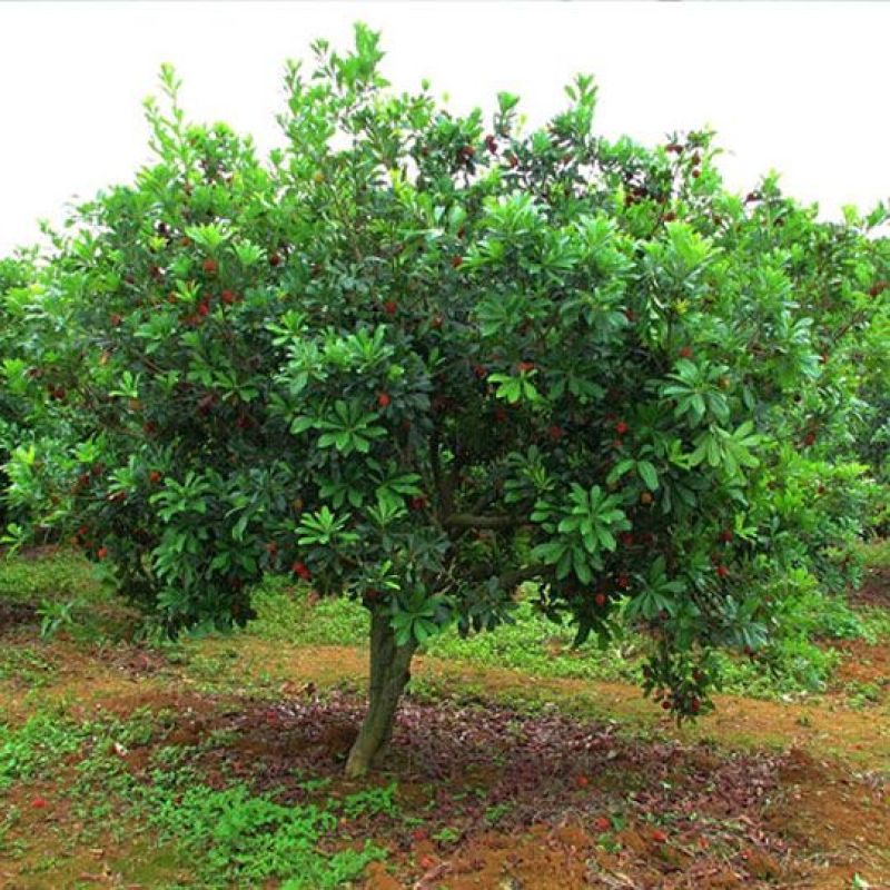 杨梅苗50~80cm