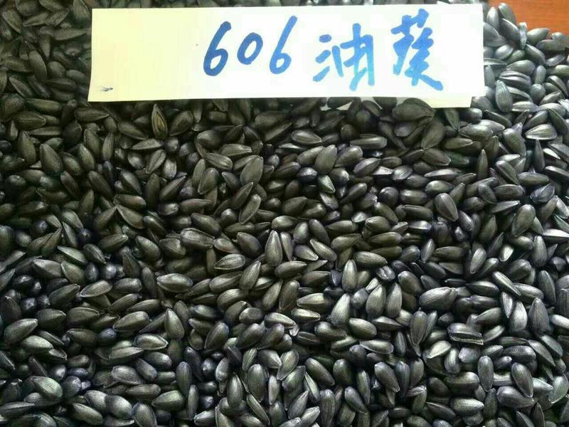 油葵种子606耐旱耐盐碱抗病高产含油高产地批发实惠大包装