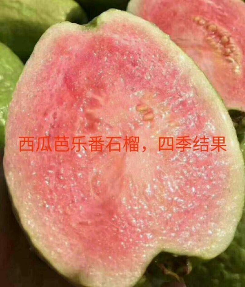 西瓜番石榴苗30~50cm