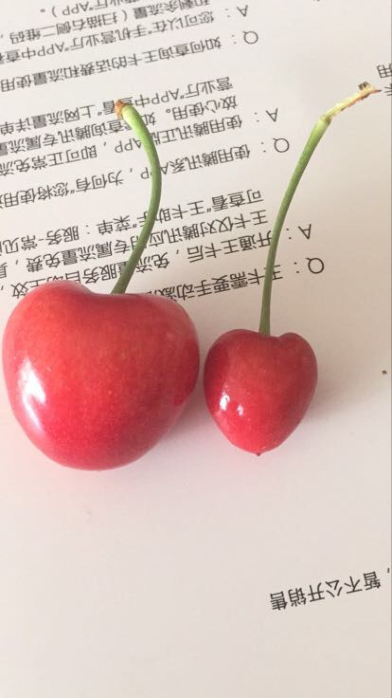 樱桃20~24mm