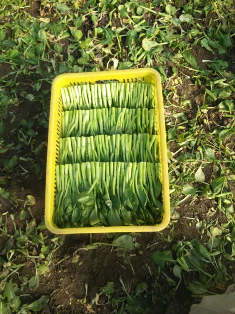 广东菜心10~15cm