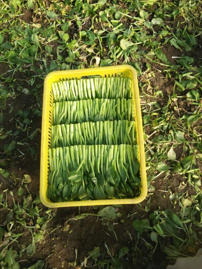 广东菜心10~15cm