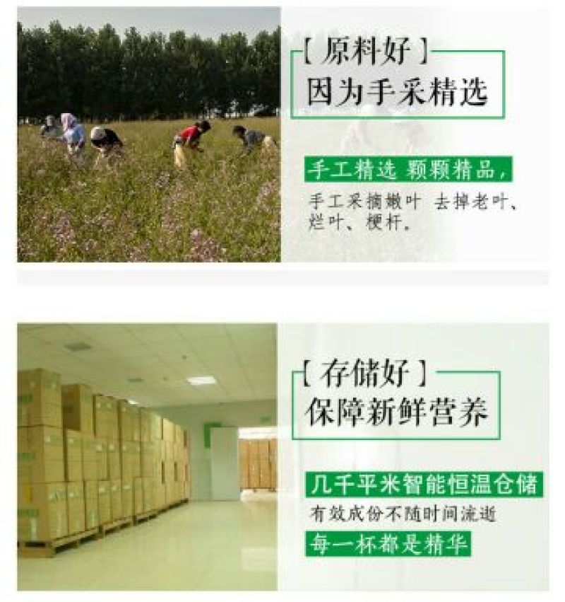 新疆罗布麻