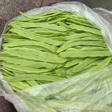 绿龙芸豆20cm以上
