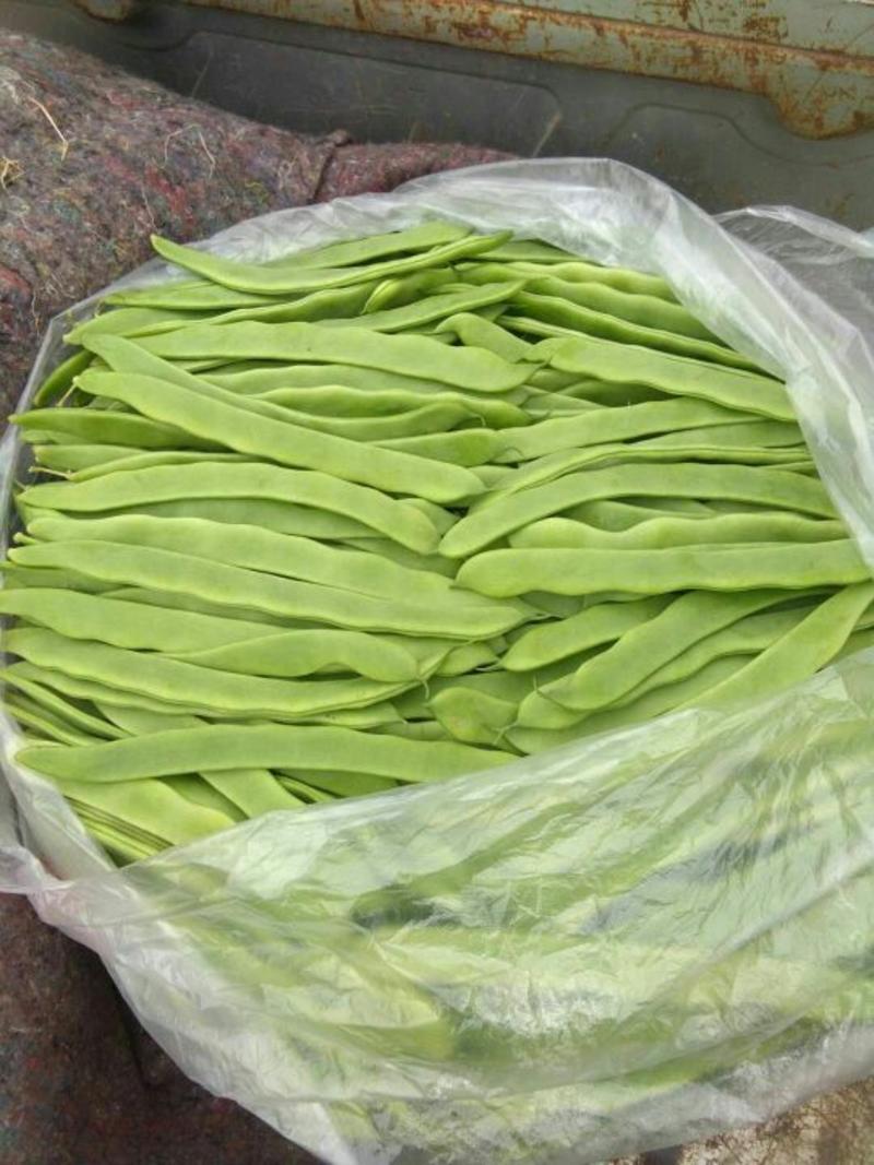 绿龙芸豆20cm以上