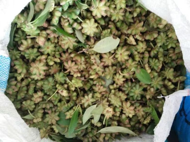 秋大料散装