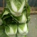 【精品】白菜净菜毛菜3-5全国供应基地直发欢迎联系