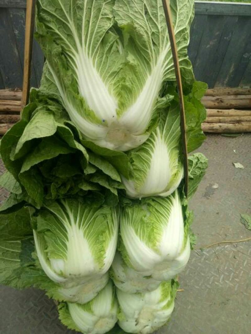 【精品】白菜净菜毛菜3-5全国供应基地直发欢迎联系