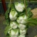 【精品】白菜净菜毛菜3-5全国供应基地直发欢迎联系