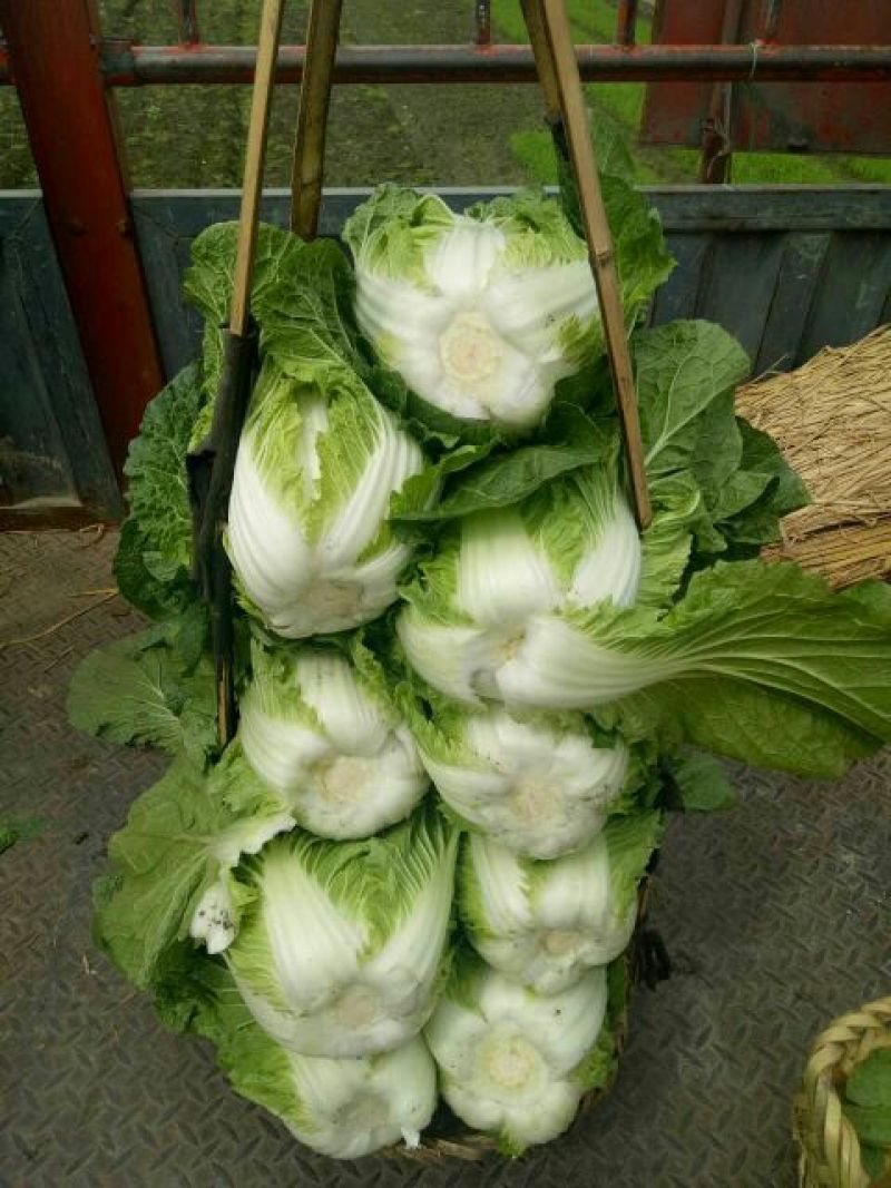 【精品】白菜净菜毛菜3-5全国供应基地直发欢迎联系